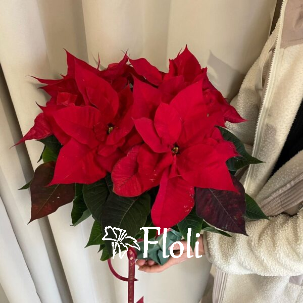 Gwiazda Betlejemska, święta, Pionsecja