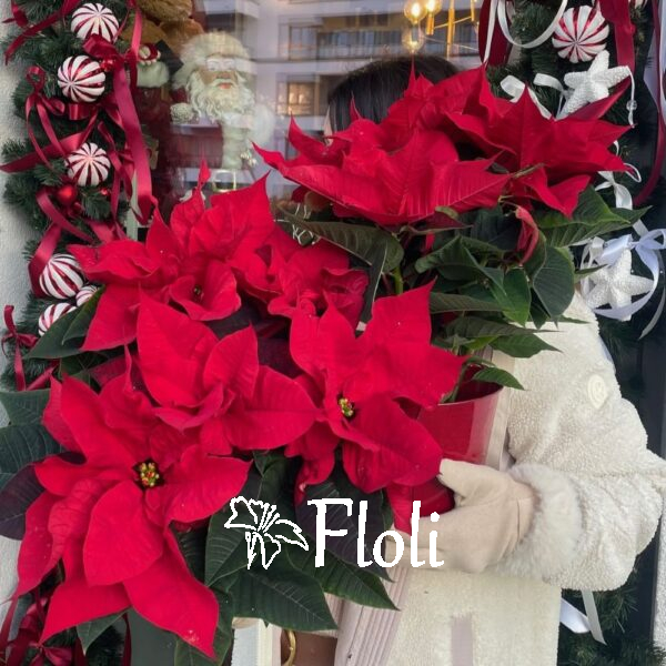 Gwiazda Betlejemska, święta, Pionsecja