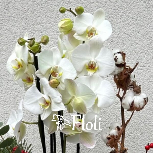 świąteczny flowerbox na boże narodzenie, prezent na święta, storczyk